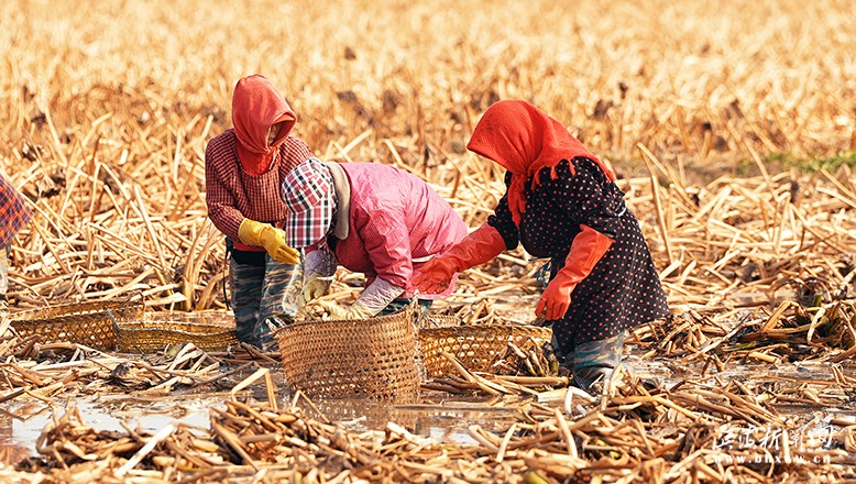 五汛鎮(zhèn)三洼村茨菰基地茨菰喜獲豐收