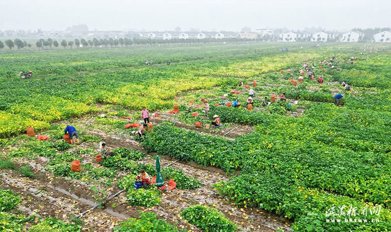 小毛豆變身增收致富“金豆豆”